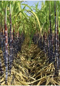 120 Rhums à Découvrir -Mars Soldes livre 120 rhums a decouvrir 2